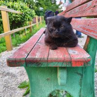 Кот босяк) :: Денис Бочкарёв