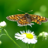 бабочки середины лета 2 :: Александр Прокудин