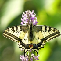 бабочки середины лета 5 :: Александр Прокудин