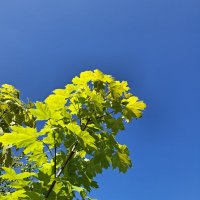 Июльские мгновения :: Serega  