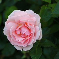 Июльская нежная :: Светлана Июльская нежная :: Светлана