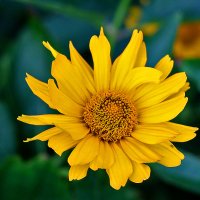 Жёлтая ромашка Гелиопсис :: Светлана Жёлтая ромашка Гелиопсис :: Светлана