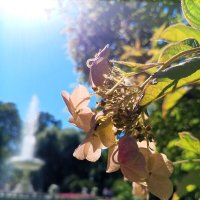 Гортензия :: Сапсан 