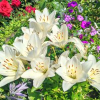 Цветы в саду. :: Владимир Зыбин