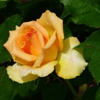 О красоте цветов. :: Милешкин Владимир Алексеевич 