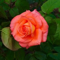 Городские цветы :: Милешкин Владимир Алексеевич Городские цветы :: Милешкин Владимир Алексеевич