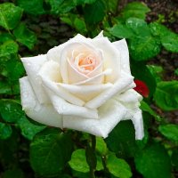 Белая красавица. :: Милешкин Владимир Алексеевич Белая красавица. :: Милешкин Владимир Алексеевич