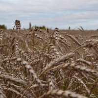Поле :: Олег Ховренков