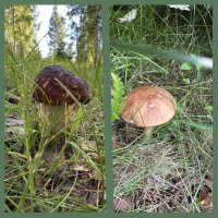 На опушке леса. :: Ольга Довженко