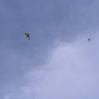 Птицы :: Ольга 