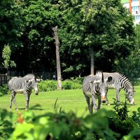 Зебры Греви. :: Татьяна Помогалова