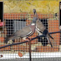 Это у нас семейное :: Сеня Белгородский
