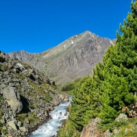 Зелёный, кедровый. :: Виктор Фоменко