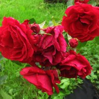 Розочки :: Людмила Смородинская