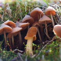 Грибные истории. Ты чьих будешь? :: Василий Прудников