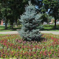 зарисовка :: Елена Шаламова