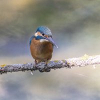 зимородок :: юрий макаров