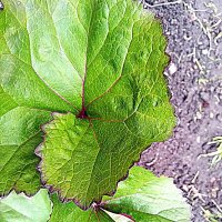 Лето. :: Владимир Драгунский