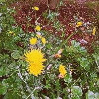 Цветы. :: Владимир Драгунский