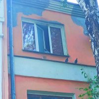 Кошачья охота. :: Игорь Солдаткин Кошачья охота. :: Игорь Солдаткин