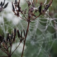 Капли :: Екатерина 