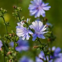 Цикорий. :: Sergey (Apg)