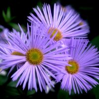 Звездочки лета :: Елена Семигина Звездочки лета :: Елена Семигина