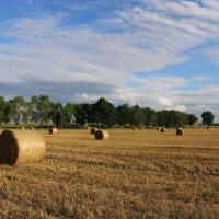 Летняя рапсодия :: Ольга 