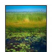 Кувшинки. :: Svyatoslav [Artisan] Ph.