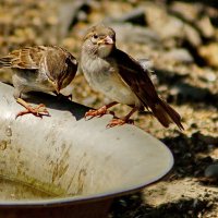 Воробей - почти домашняя птица...-) :: Николай Саржанов