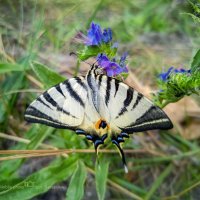 Iphiclides podalirius :: Игорь Сарапулов