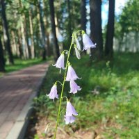 колокольчик :: Ольга Конькова