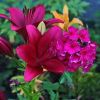 Содружество лилий и флоксов :: Светлана 