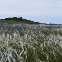 Природа Крыма :: Amazing Cosmea