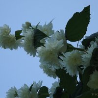 Жасмин :: Freddy 97