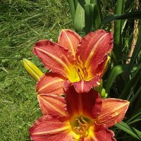 Лилейники :: Freddy 97