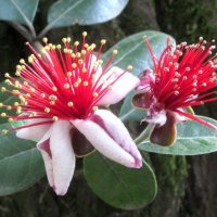 Фейхоа :: Валерий 