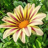 Цветы в саду :: Владимир Зыбин