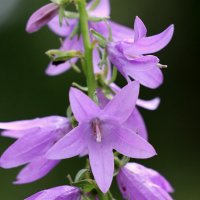 Колокольчики. :: Александр Кондаков