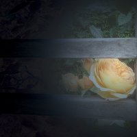 Скамейка и Роза :: Ирина 