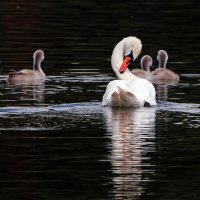 *** :: Владимир Безбородов