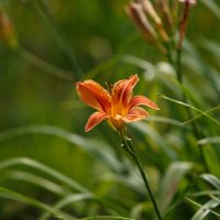 Июльские мгновения :: Serega  