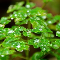 Утренняя роса. :: юрий Амосов