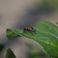 Муха :: Александр Леонов