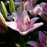 Розовая лилия :: Александр Синдерёв