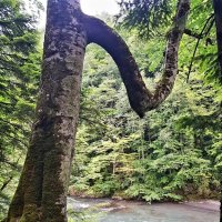 СЕВЕРНЫЙ КАВКАЗ :: Tata Wolf