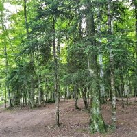 СЕВЕРНЫЙ КАВКАЗ :: Tata Wolf