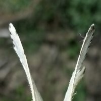 *** :: Шу Юншен