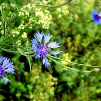 Васильки - нежность лета :: Елена Васильки - нежность лета :: Елена