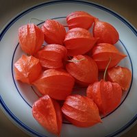 Физалис. :: Лилия *